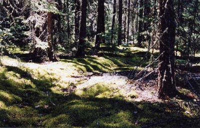 A forest portage in Woodland Caribou Provincial Park