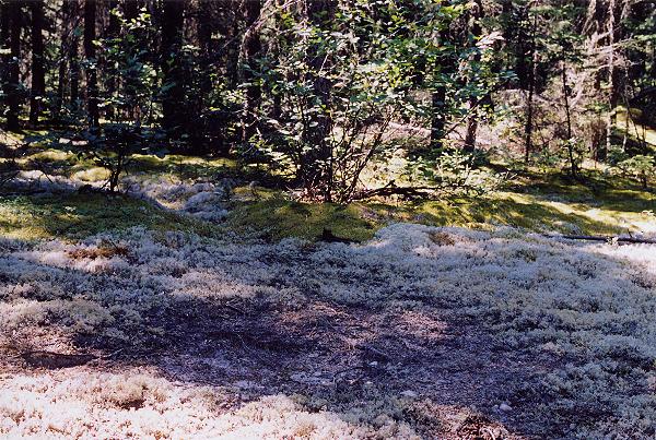 Spruce Grouse Grit Hole - Woodland Caribou Park