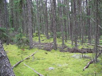 Portage to Boot Lake