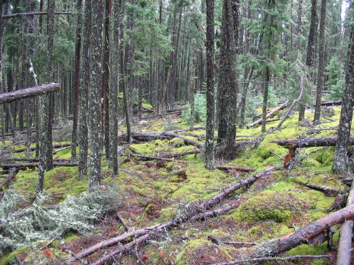 Woodland Caribou Park