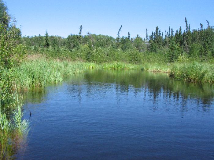 Open water on Larus Creek - Woodland Caribou Park