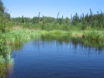 Open Water on Larus Creek