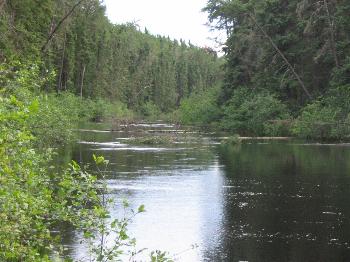 Exploring Larus Creek - Woodland Caribou Park