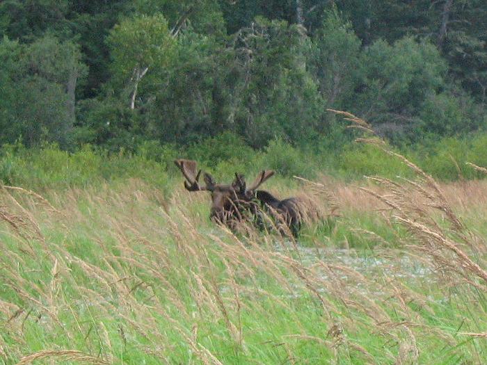 Moose - Woodland Caribou Park