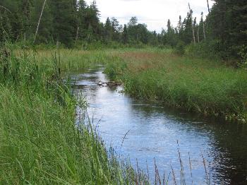 The stream to Pickerel Lake - Woodland Caribou Park