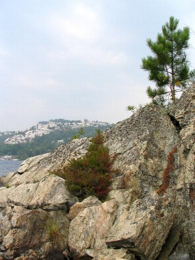 Tree growth on Killarney Lake