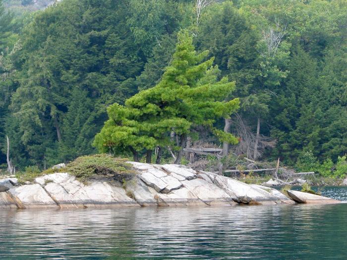 Tree on Killarney Lake