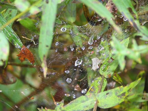 Raindrops caught in a spider web - Killarney Provincial Park