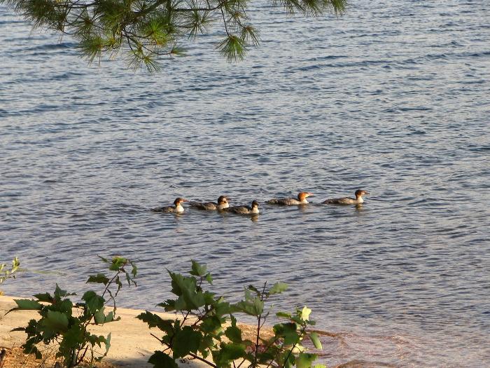 Family of Mergansers - Killarney Provincial Park