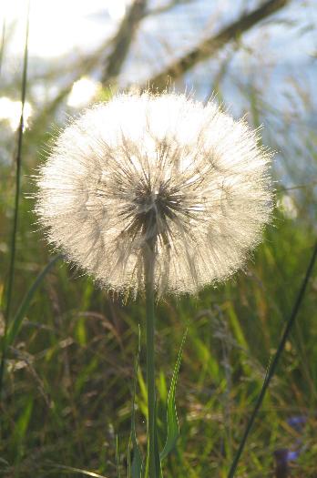 Fluffball - Killarney Provincial Park