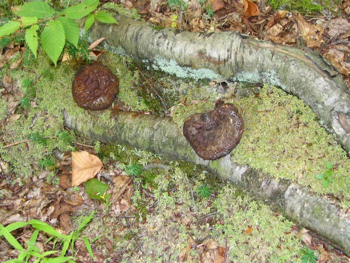 Fungi - Killarney Provincial Park