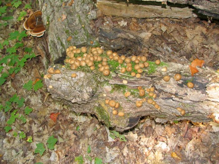 Tawny Cystoderma - Killarney Provincial Park