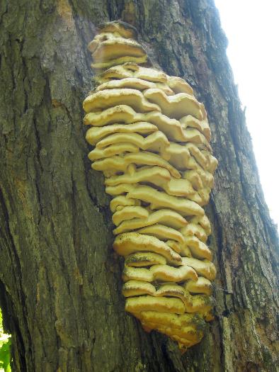 Brain-Looking Fungus - Killarney Provincial Park