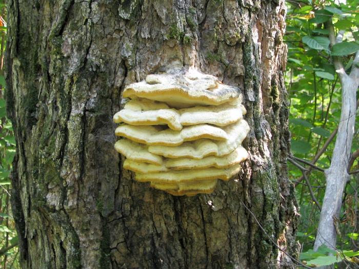 Layer-Looking Fungus - Killarney Provincial Park