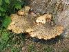 Fungi on Tree Stump