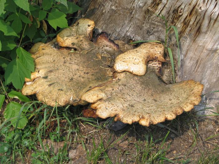 Fungi on tree stump - Killarney Provincial Park