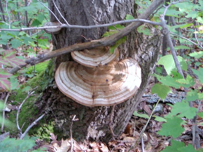 Artist's Conch - Killarney Provincial Park