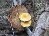 Golden Pholiotas Mushrooms