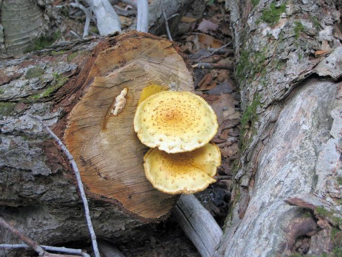 Golden Pholiotas - Killarney Provincial Park