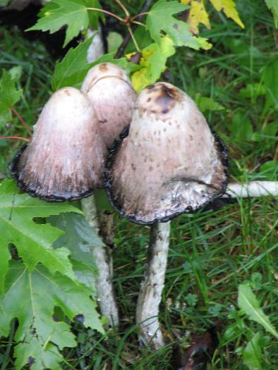 Cluster of Cloned Mushrooms - Killarney Provincial Park