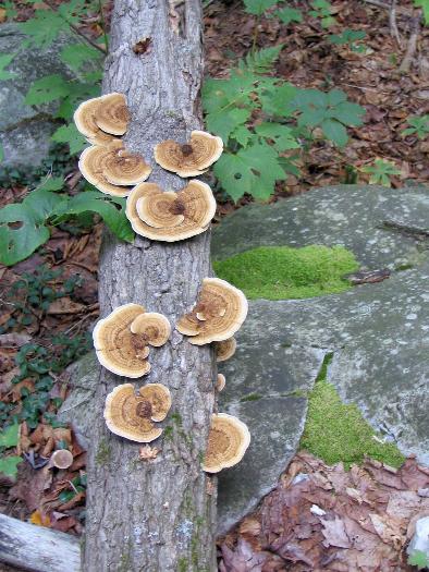 Cluster of Artist's Conchs - Killarney Provincial Park