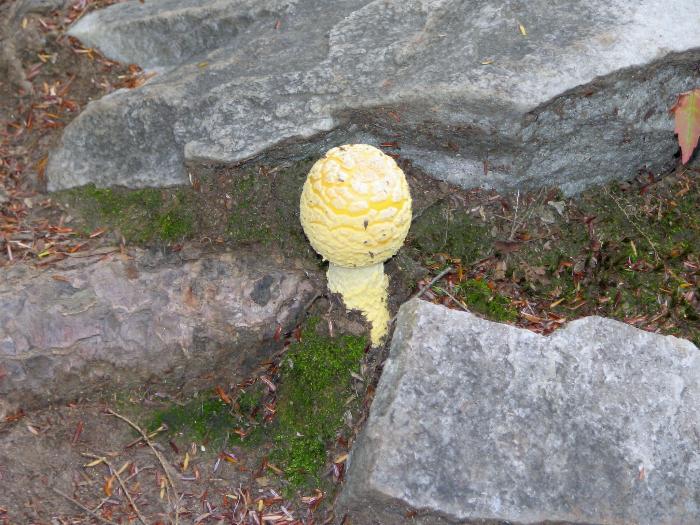 Fly Agaric - Killarney Provincial Park