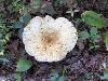 Saucer-Shaped Fungi