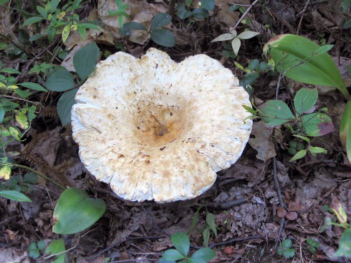 Saucer-Shaped Fungi - Killarney Provincial Park