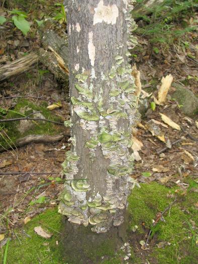 Green Polypores - Killarney Provincial Park