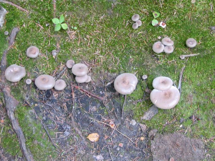 Gray Milk Mushrooms - Killarney Provincial Park