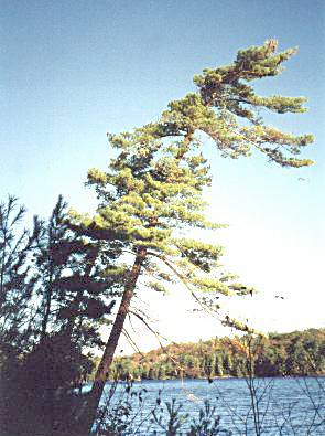 Windswept trees on Van Winkle Lake