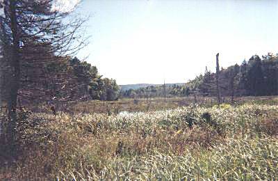 Kirk Creek marsh