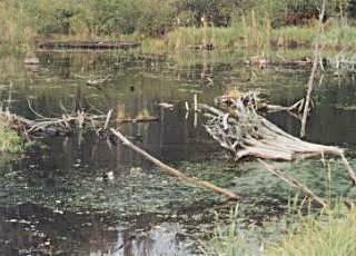 Bog to Low Lake