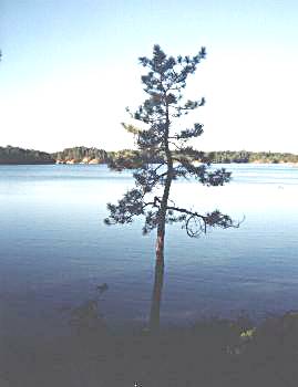 Lonely Pine on Helen Lake