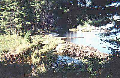 Beaver dam on the portage to Nellie Lake