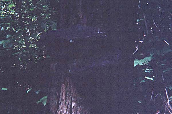 mushroom - Three Lacqured Polypores on a Tree