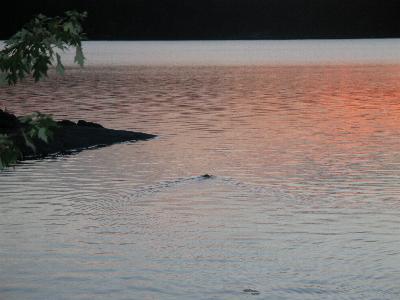 Beaver in Wednesday Bay