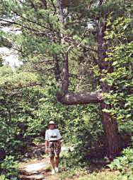 Geri under 4-shaped Pine Tree - Algonquin Provincial Park