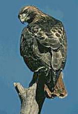 Red-Tailed Hawk - Algonquin Provincial Park