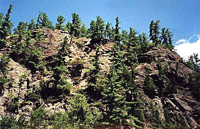 Barron Canyon Tree Growth - Algonquin Park